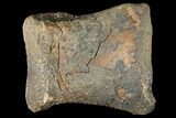 Fossil Hadrosaur Phalange - Alberta (Disposition #-) #134505-2